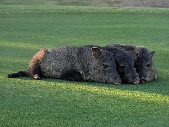 Javelina Nap